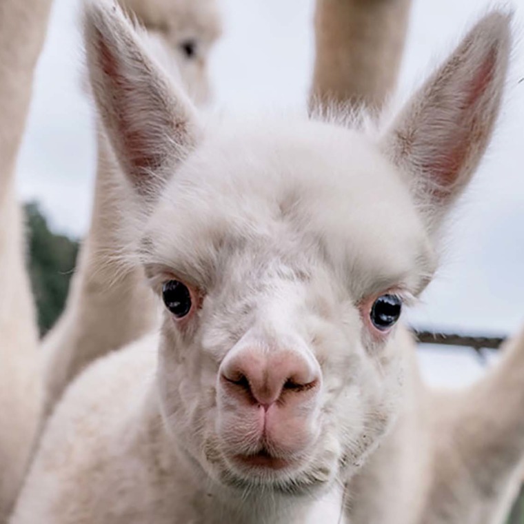 graceland_alpacas_wehrsdorf_08_big-760x760.jpg